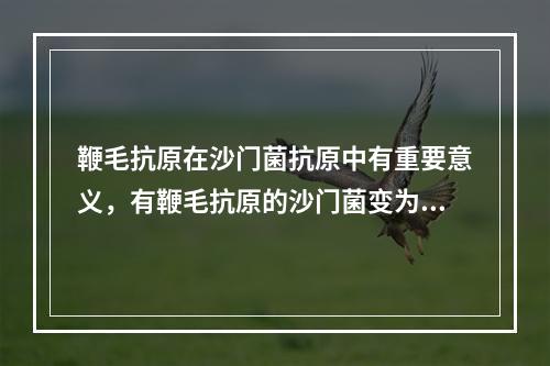 鞭毛抗原在沙门菌抗原中有重要意义，有鞭毛抗原的沙门菌变为无鞭