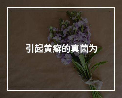 引起黄癣的真菌为