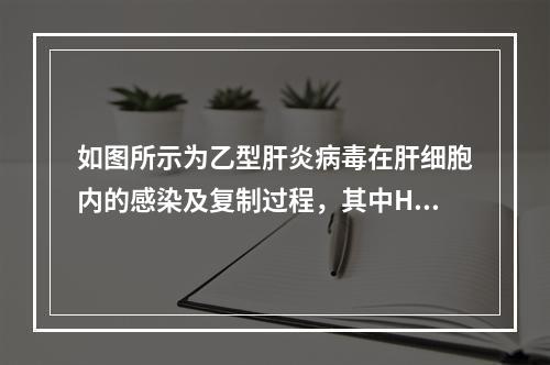 如图所示为乙型肝炎病毒在肝细胞内的感染及复制过程，其中HBV