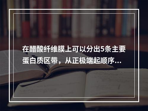 在醋酸纤维膜上可以分出5条主要蛋白质区带，从正极端起顺序为