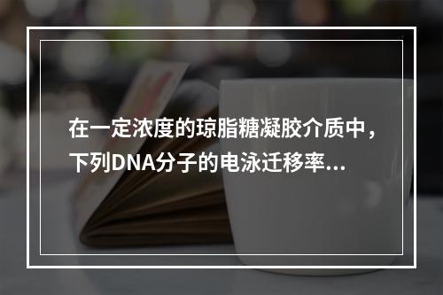 在一定浓度的琼脂糖凝胶介质中，下列DNA分子的电泳迁移率由大