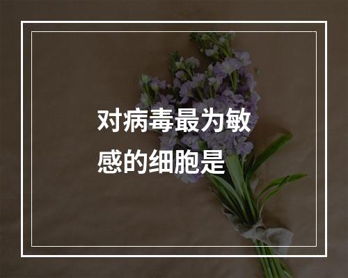 对病毒最为敏感的细胞是