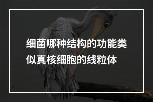 细菌哪种结构的功能类似真核细胞的线粒体