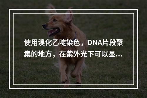 使用溴化乙啶染色，DNA片段聚集的地方，在紫外光下可以显示发