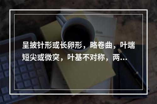 呈披针形或长卵形，略卷曲，叶端短尖或微突，叶基不对称，两面均