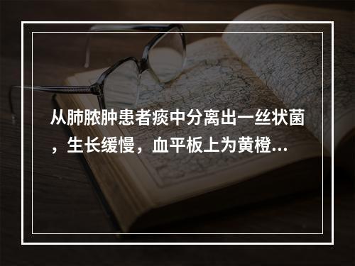 从肺脓肿患者痰中分离出一丝状菌，生长缓慢，血平板上为黄橙色菌