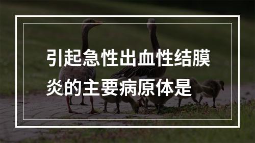 引起急性出血性结膜炎的主要病原体是