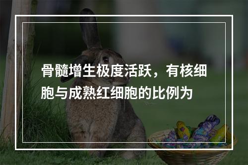 骨髓增生极度活跃，有核细胞与成熟红细胞的比例为