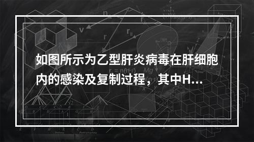 如图所示为乙型肝炎病毒在肝细胞内的感染及复制过程，其中HBV