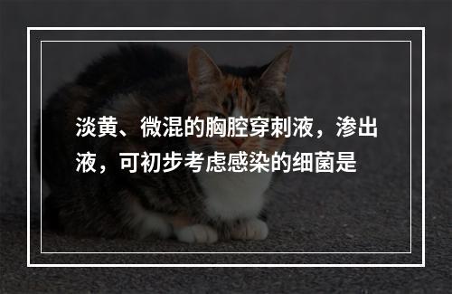 淡黄、微混的胸腔穿刺液，渗出液，可初步考虑感染的细菌是