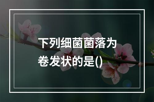 下列细菌菌落为卷发状的是()