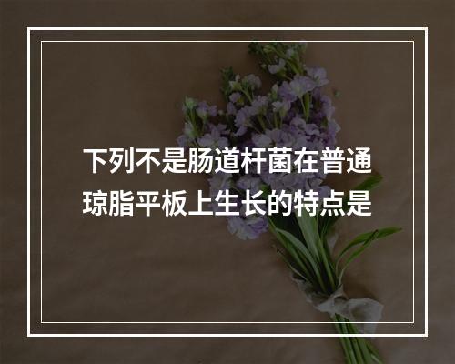 下列不是肠道杆菌在普通琼脂平板上生长的特点是