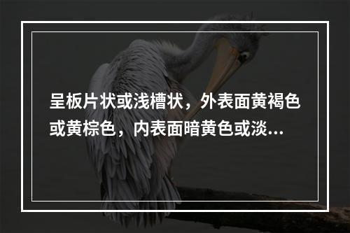 呈板片状或浅槽状，外表面黄褐色或黄棕色，内表面暗黄色或淡棕黄