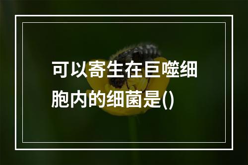 可以寄生在巨噬细胞内的细菌是()