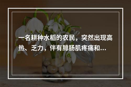 一名耕种水稻的农民，突然出现高热、乏力，伴有腓肠肌疼痛和眼结