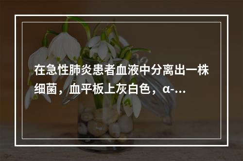 在急性肺炎患者血液中分离出一株细菌，血平板上灰白色，α-溶血