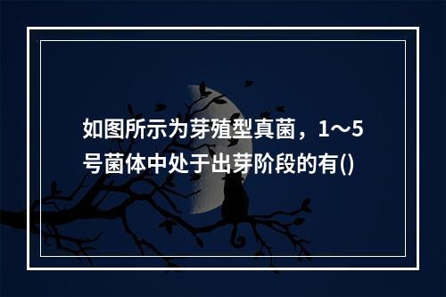 如图所示为芽殖型真菌，1～5号菌体中处于出芽阶段的有()