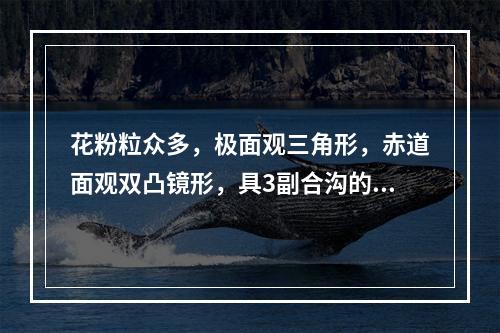 花粉粒众多，极面观三角形，赤道面观双凸镜形，具3副合沟的药材