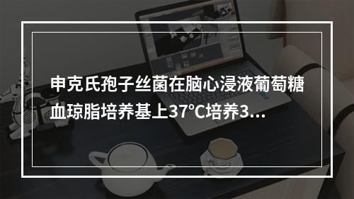 申克氏孢子丝菌在脑心浸液葡萄糖血琼脂培养基上37℃培养3天后