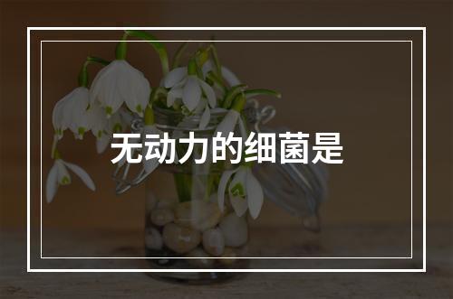 无动力的细菌是