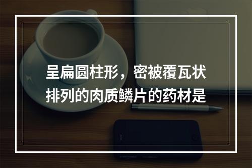 呈扁圆柱形，密被覆瓦状排列的肉质鳞片的药材是