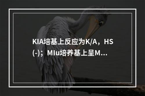 KIA培基上反应为K/A，HS(-)；MIu培养基上呈M(