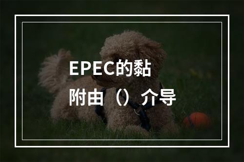 EPEC的黏附由（）介导