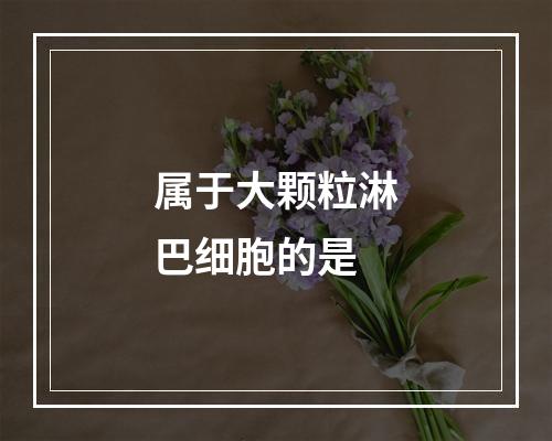 属于大颗粒淋巴细胞的是