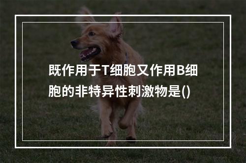 既作用于T细胞又作用B细胞的非特异性刺激物是()