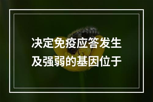 决定免疫应答发生及强弱的基因位于