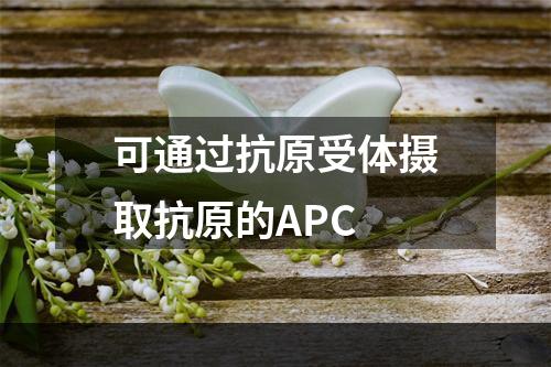 可通过抗原受体摄取抗原的APC