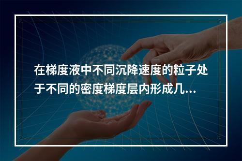 在梯度液中不同沉降速度的粒子处于不同的密度梯度层内形成几条分