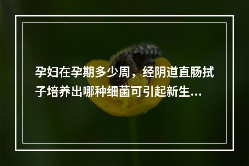 孕妇在孕期多少周，经阴道直肠拭子培养出哪种细菌可引起新生儿肺