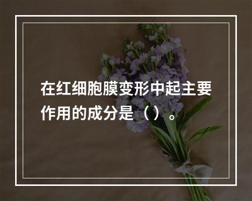 在红细胞膜变形中起主要作用的成分是（ ）。