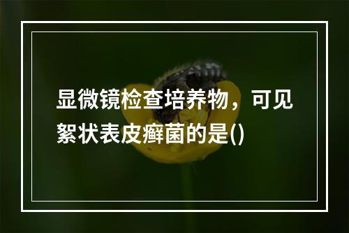 显微镜检查培养物，可见絮状表皮癣菌的是()