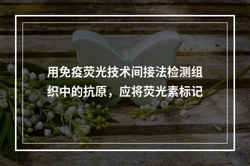 用免疫荧光技术间接法检测组织中的抗原，应将荧光素标记