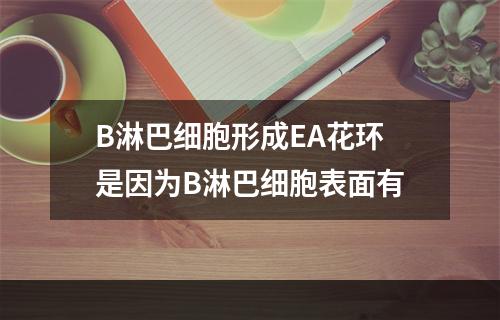 B淋巴细胞形成EA花环是因为B淋巴细胞表面有