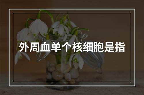 外周血单个核细胞是指