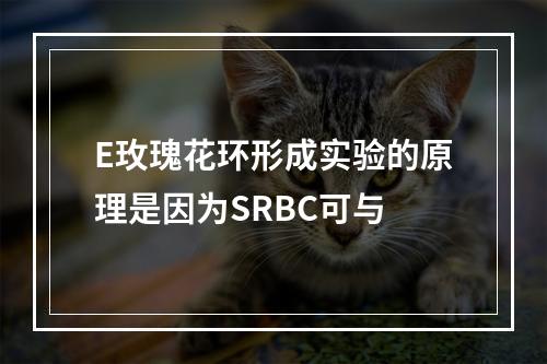 E玫瑰花环形成实验的原理是因为SRBC可与