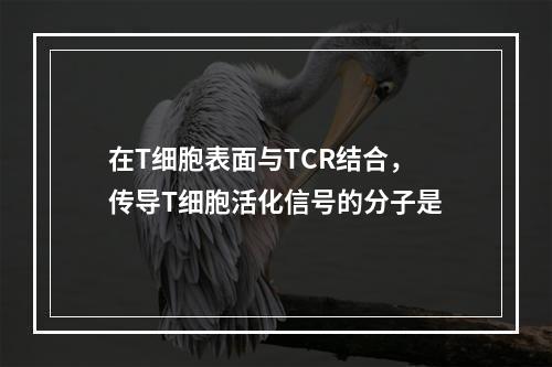 在T细胞表面与TCR结合，传导T细胞活化信号的分子是