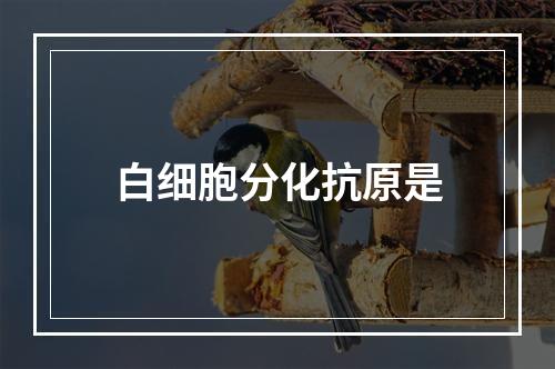 白细胞分化抗原是