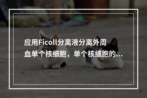 应用Ficoll分离液分离外周血单个核细胞，单个核细胞的比重