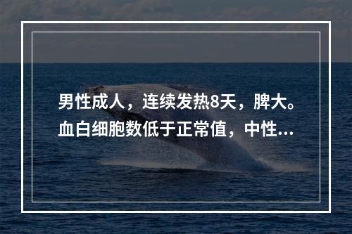 男性成人，连续发热8天，脾大。血白细胞数低于正常值，中性粒细