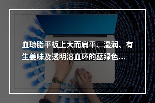 血琼脂平板上大而扁平、湿润、有生姜味及透明溶血环的蓝绿色菌落