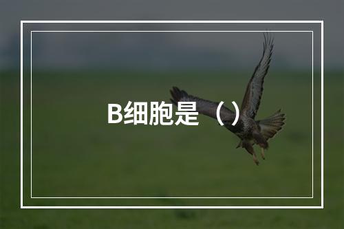 B细胞是（ ）