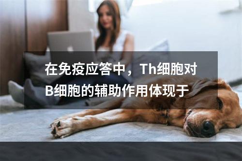 在免疫应答中，Th细胞对B细胞的辅助作用体现于