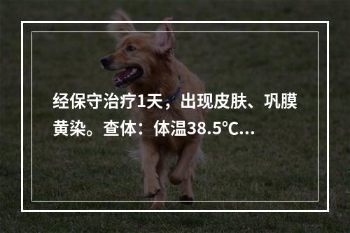 经保守治疗1天，出现皮肤、巩膜黄染。查体：体温38.5℃，右