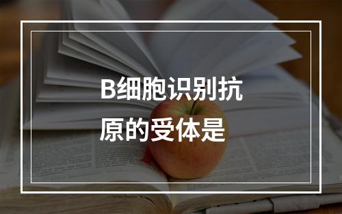 B细胞识别抗原的受体是