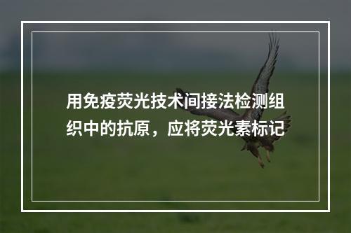 用免疫荧光技术间接法检测组织中的抗原，应将荧光素标记