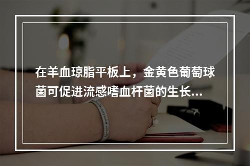 在羊血琼脂平板上，金黄色葡萄球菌可促进流感嗜血杆菌的生长，因